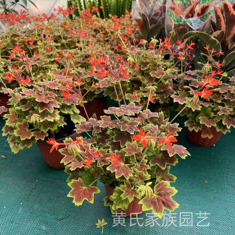 天竺葵盆栽天竺葵花苗阳台庭院开花植物天使之眼垂吊天竺葵包邮