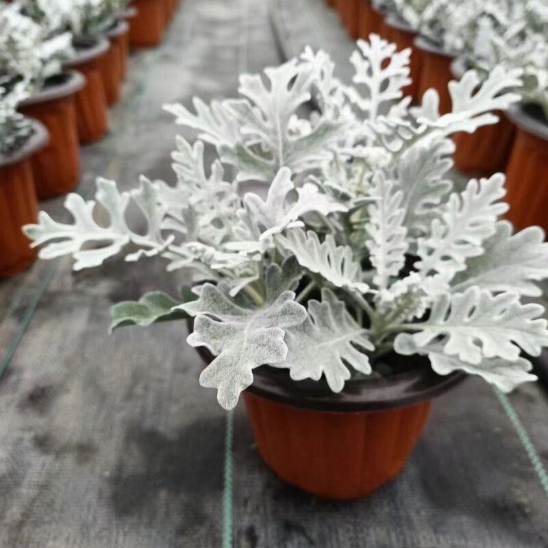 银叶菊赛车手白金菊盆栽花苗雪月菊花园观叶花镜植物常绿冰雪精灵