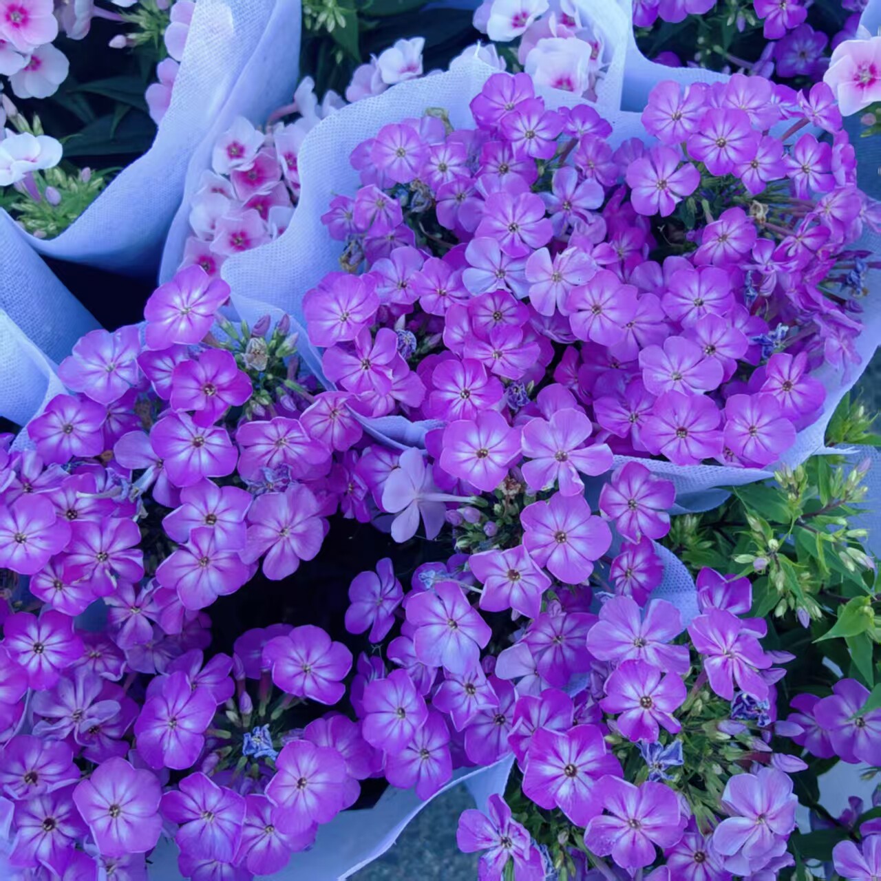 丛生福禄考（芝樱）耐寒耐热 花量大 花坛花境镶边好养