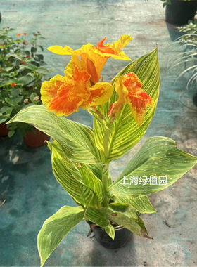 美人蕉阳台花园美化环境净化空气