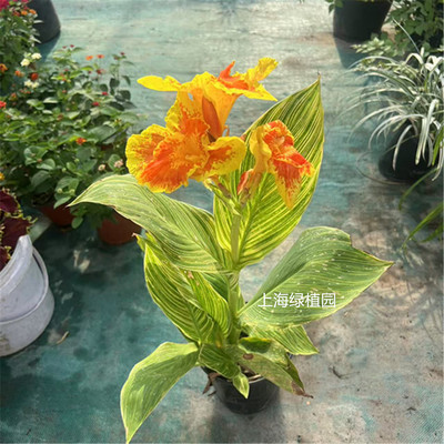 美人蕉阳台花园美化环境净化空气