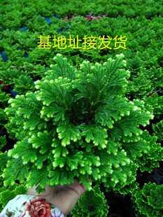 绿地球新款绿色彩叶珊瑚蕨卷柏盆栽四季常青绿植包邮鲜活盆栽室内
