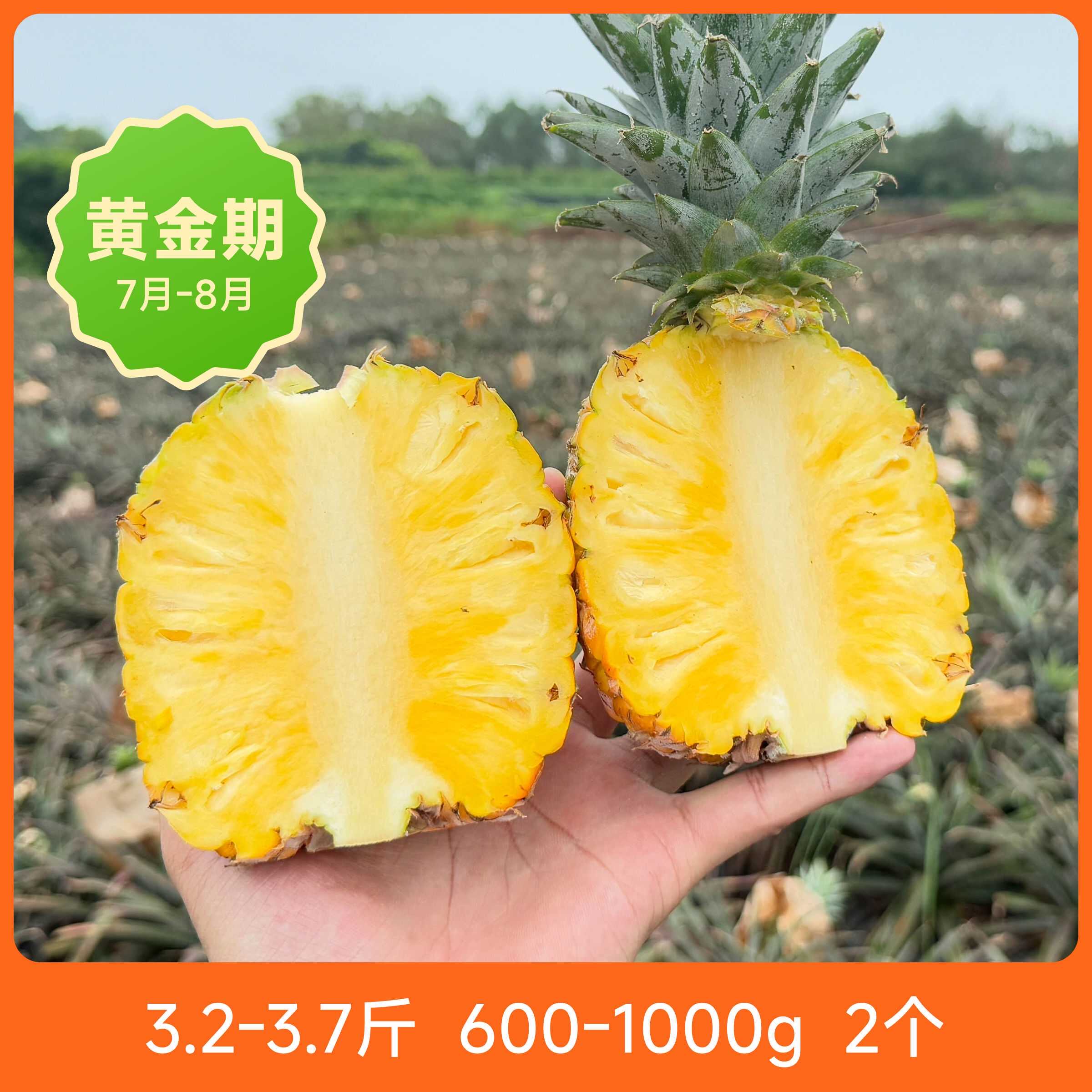 辰颐物语自然熟凤梨海南水果