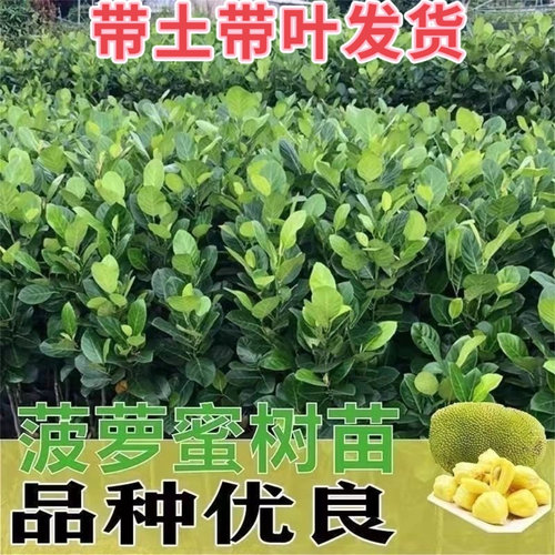 嫁接树苗菠萝蜜榴莲蜜