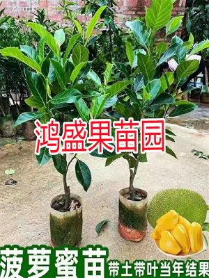 菠萝蜜树树苗嫁接泰国红肉干苞海南四季榴莲蜜木菠萝蜜 1号果树苗