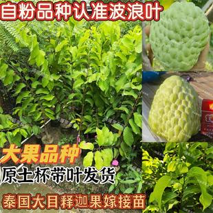 正宗泰国大目牛奶释迦嫁接树苗释迦果苗波浪叶自花授粉大果新品种