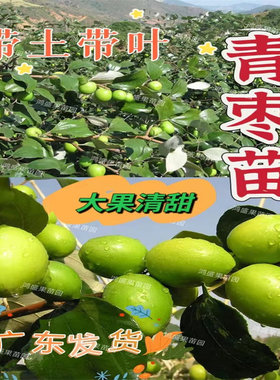 枣树嫁接苗牛奶青枣苗