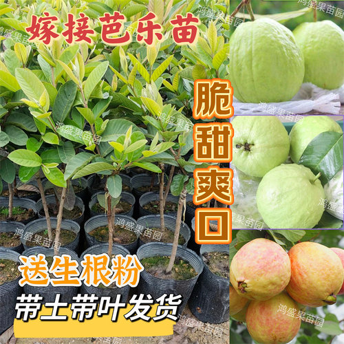 嫁接芭乐树苗嫁接当年结果