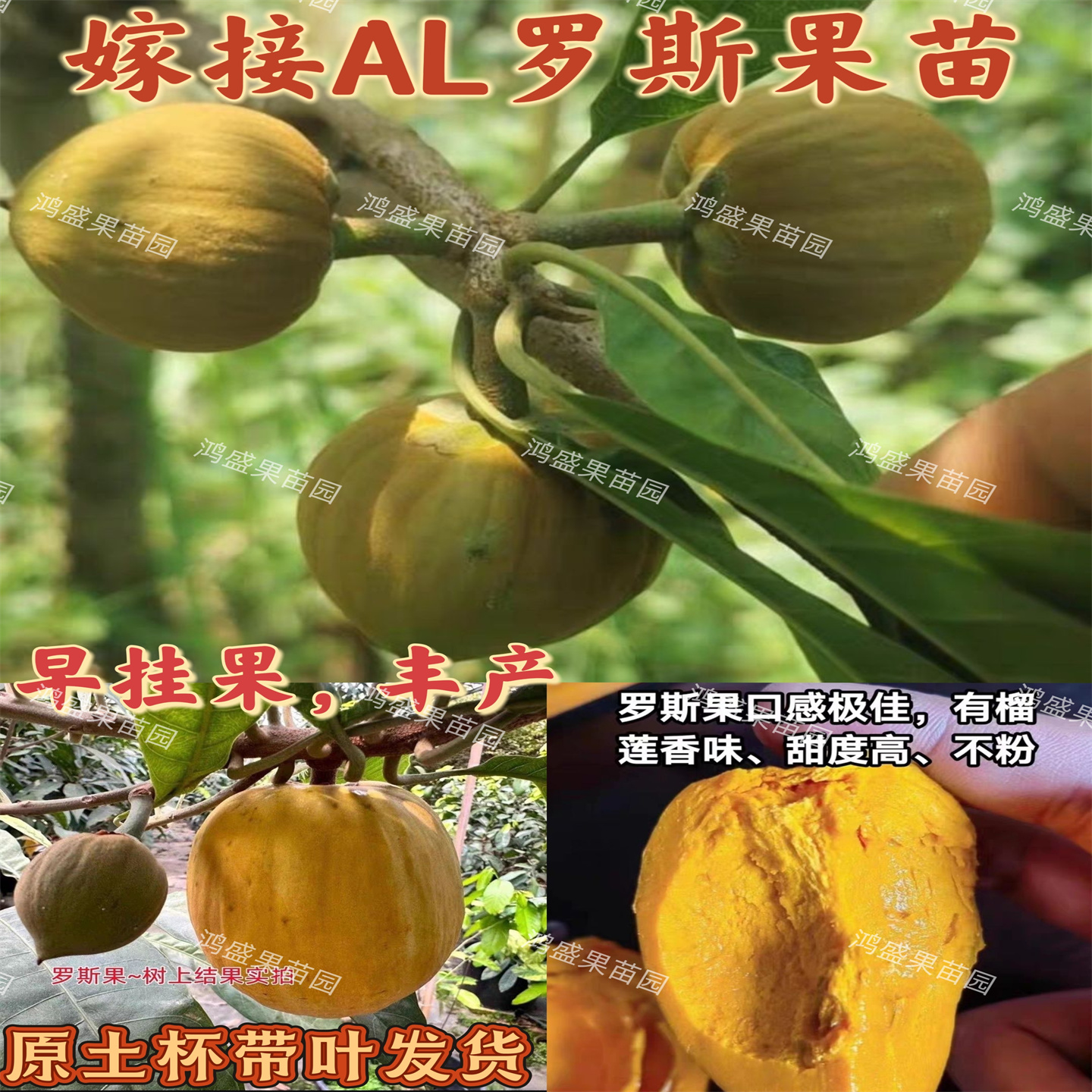 AL罗斯果嫁接苗榴莲香味黄金罗斯果新品种早结果改良鸡蛋黄果树苗