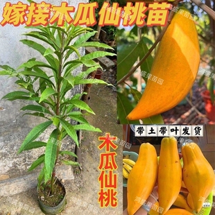 正宗嫁接木瓜仙桃苗蛋黄果升级大果湿包软糯香甜果树苗新品种盆栽