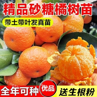 嫁接沙糖桔树苗无籽金秋四会砂糖橘苗蜜桔地栽南方种植柑橘果树苗