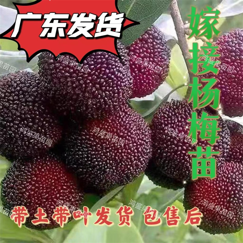 仙居东魁杨梅树苗带土南方嫁接水晶果树黑炭果苗早熟特大当年结果