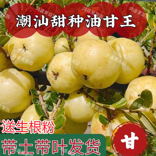 甜种油甘果树苗大果甘甜