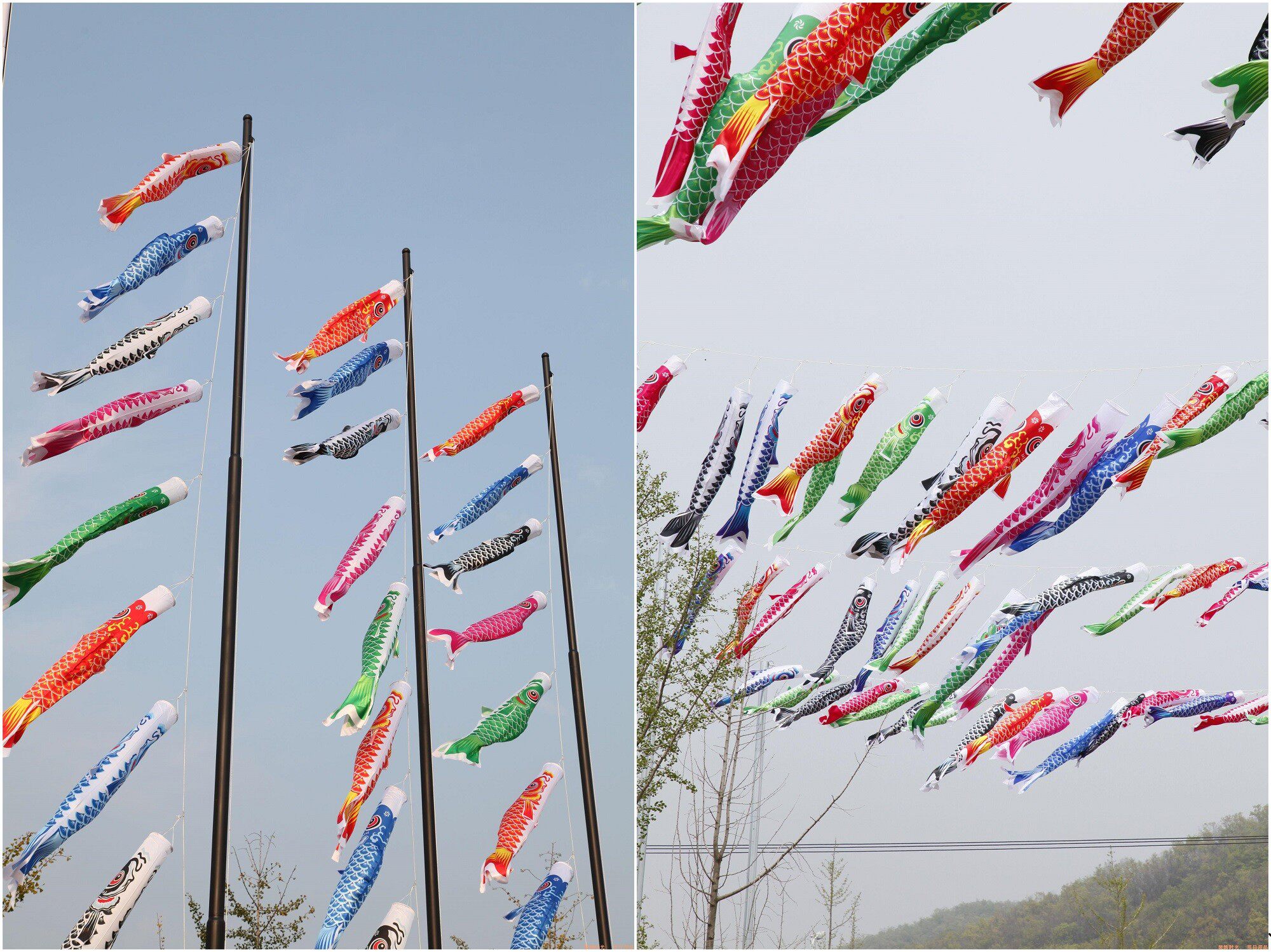 日本和风鲤鱼旗日式居酒屋料理店装饰旗家居寿司店日料店装饰挂旗