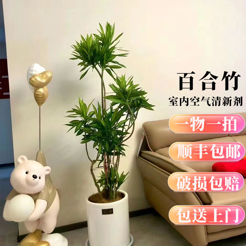 金心百合竹小颗绿植室内阳台摆放网红懒人植物办公室美化环境种植