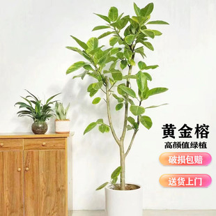 花叶橡皮树盆栽青叶富贵榕办公室客厅花卉植物黄金榕室内大型绿植