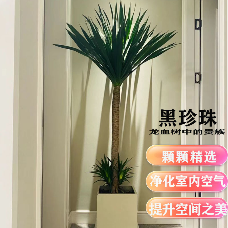 黑珍珠龙血树室内好养绿植室内室外龙须树盆栽