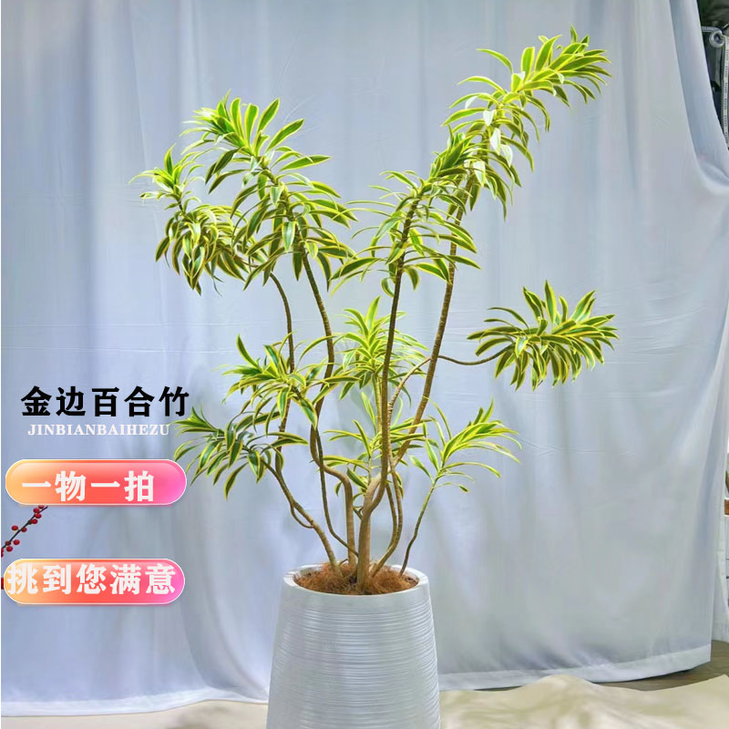 金边百合竹真绿植客厅简约风落地造型盆景室内旺宅植物一物一拍