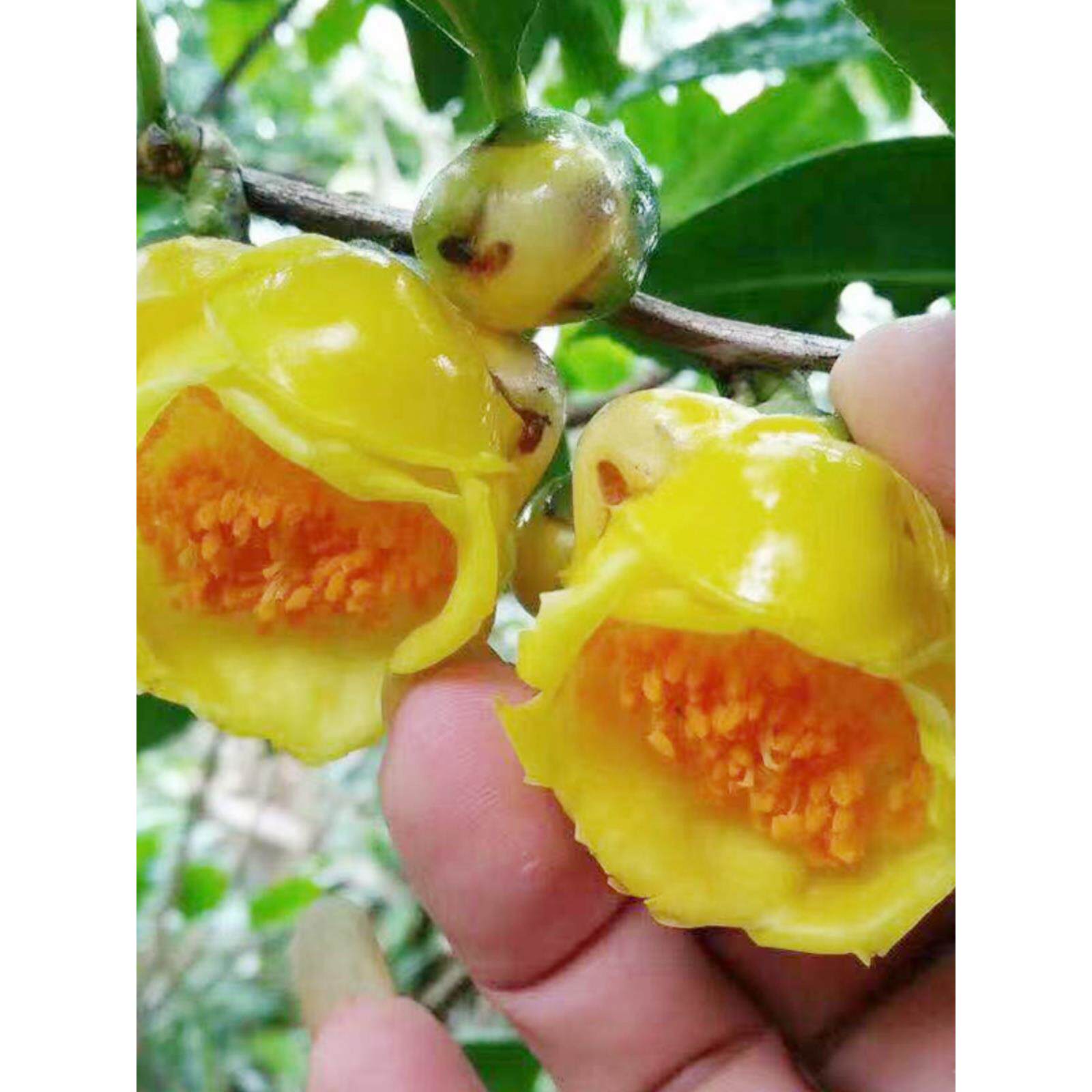 广西防城金花茶盆栽树苗带花苞金花茶盆栽 名贵金茶花苗带花苞邮