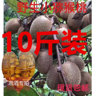 (泡酒专用)正宗陕西汉中野生猕猴桃10斤新鲜野生硬猕猴桃小毛桃