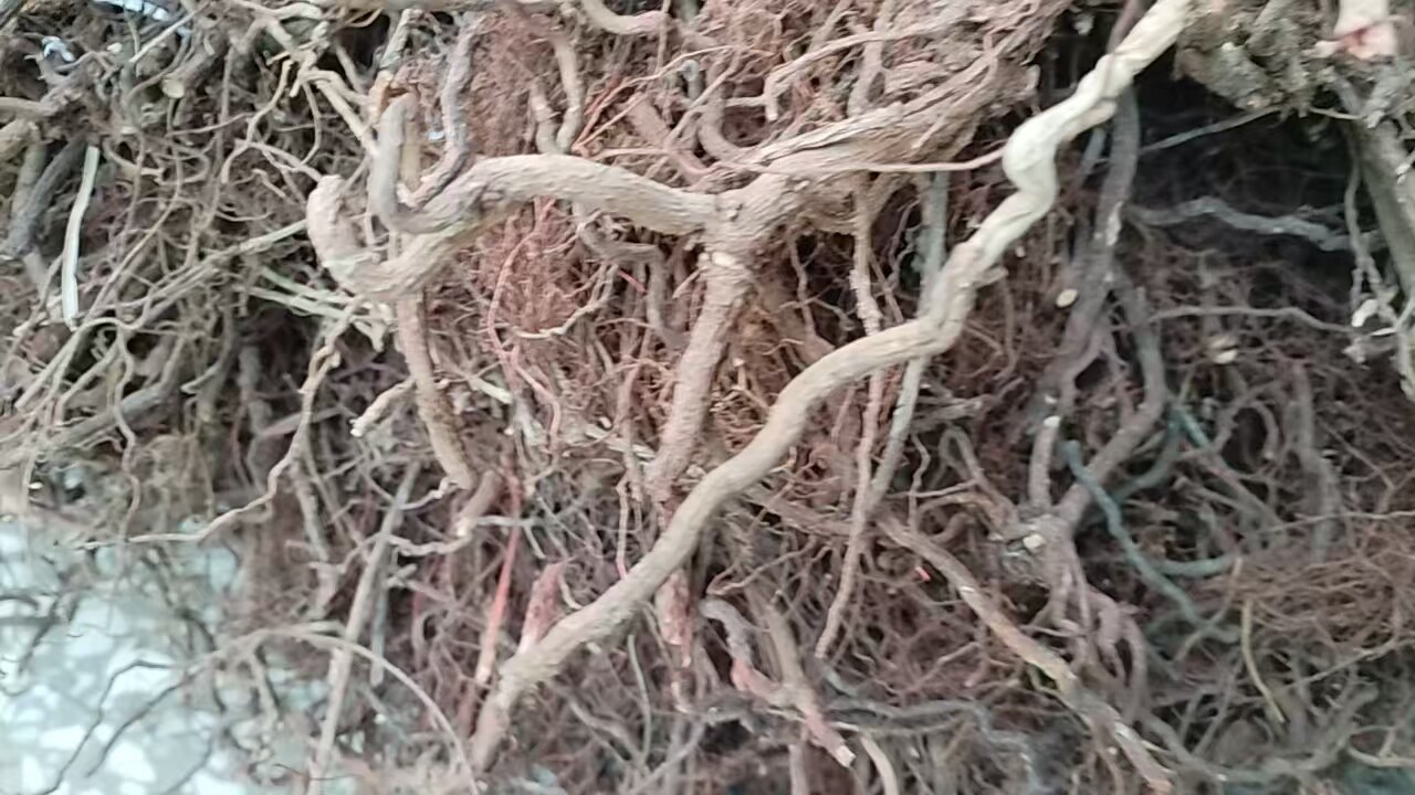 正宗陕西深山野生茜草根500克秦岭茜草农家自产自然晒干茜草无硫