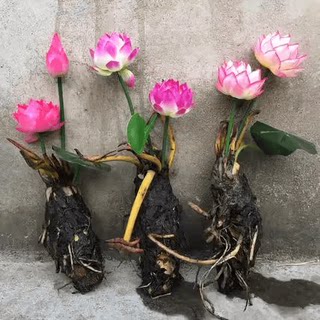 睡莲水培植物四季水养荷花水莲花盆栽花卉水池塘大睡莲根块带花苞