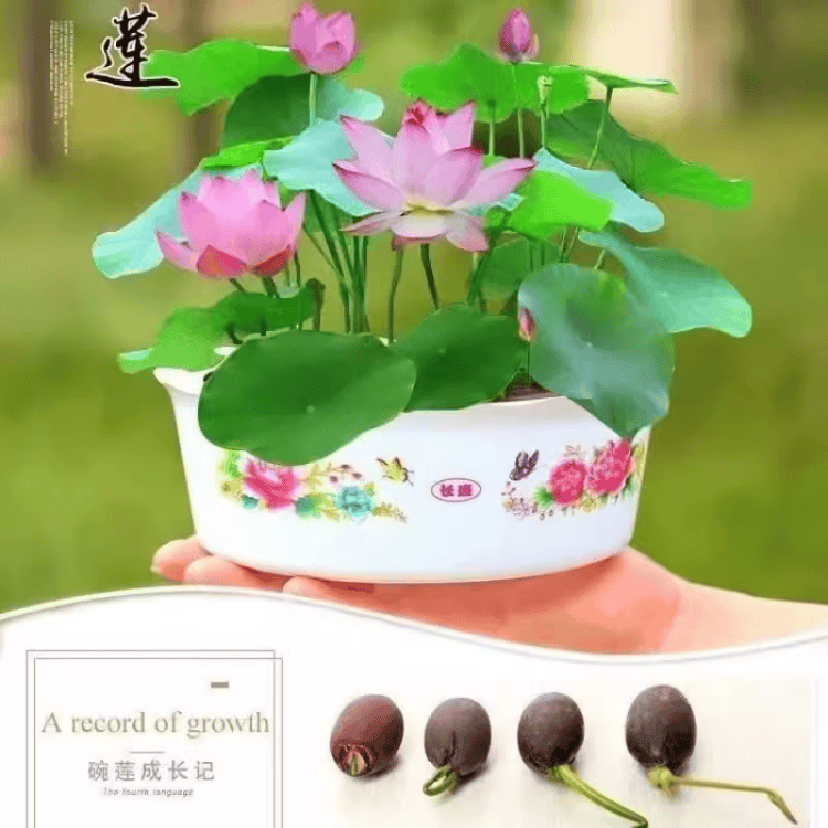 碗莲种子水培植物花卉室内花好养四季开花不断睡莲花籽种孑,鲜花速递/花卉仿真/绿植园艺,水生植物,淘宝优惠券,粉丝福利购,淘宝优惠卷