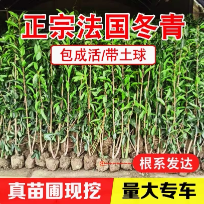 法青法国冬青树苗四季常绿篱笆植物别墅庭院绿篱珊瑚树户外围墙