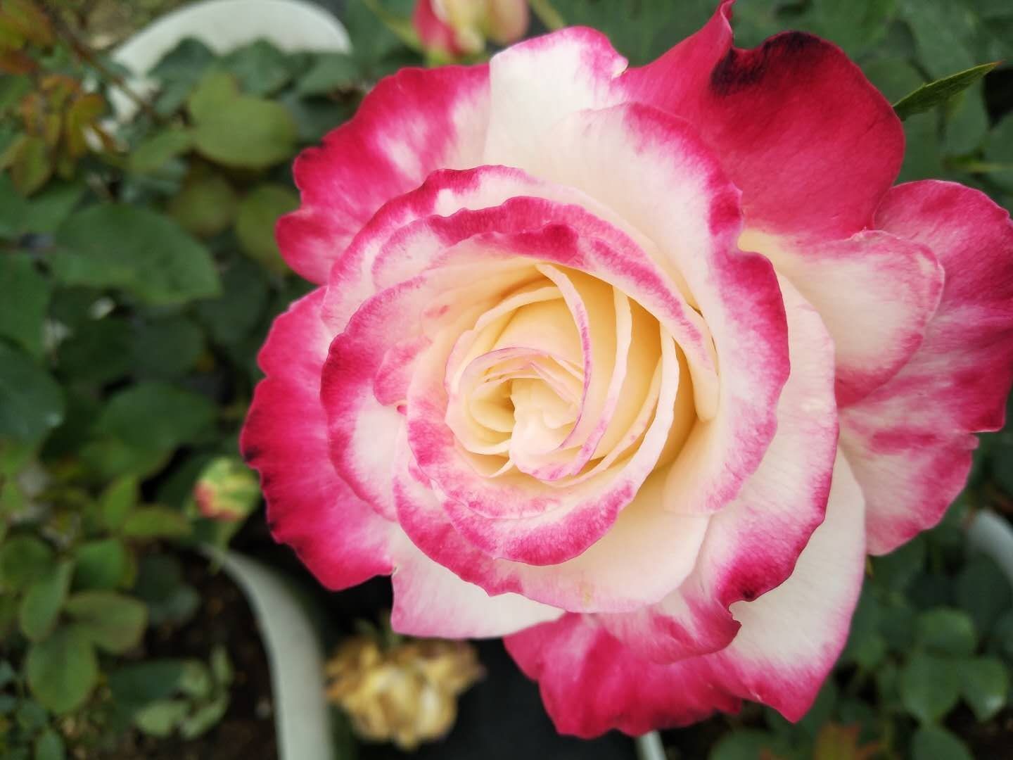 红双喜灌木月季玫瑰花苗蓝月石月季庭院开花抗病红果汁月季带花苞