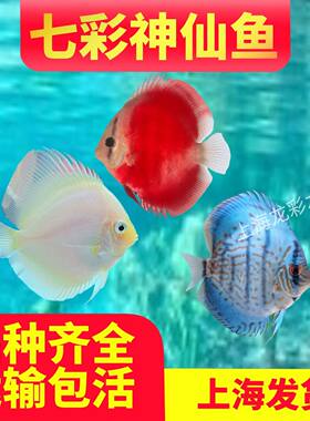 七彩神仙一对热带淡水鱼色彩斑斓