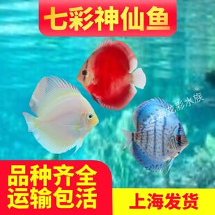 8-10cm七彩神仙鱼公母配对热带观赏鱼七彩神仙一对高档热带淡水鱼