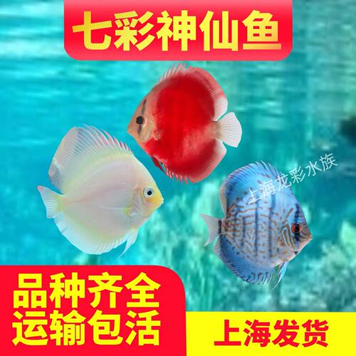 七彩神仙一对热带淡水鱼色彩斑斓