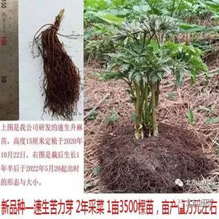 苦窿芽种子苗升麻 成苗 大苗小苗 好吃 去病方剂 市场好 高产高效