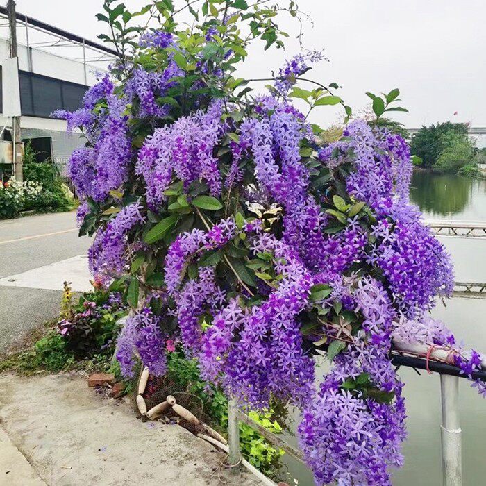 紫藤花树苗爬藤攀爬庭院围墙四季开花植物老桩盆栽花苗多花紫藤萝