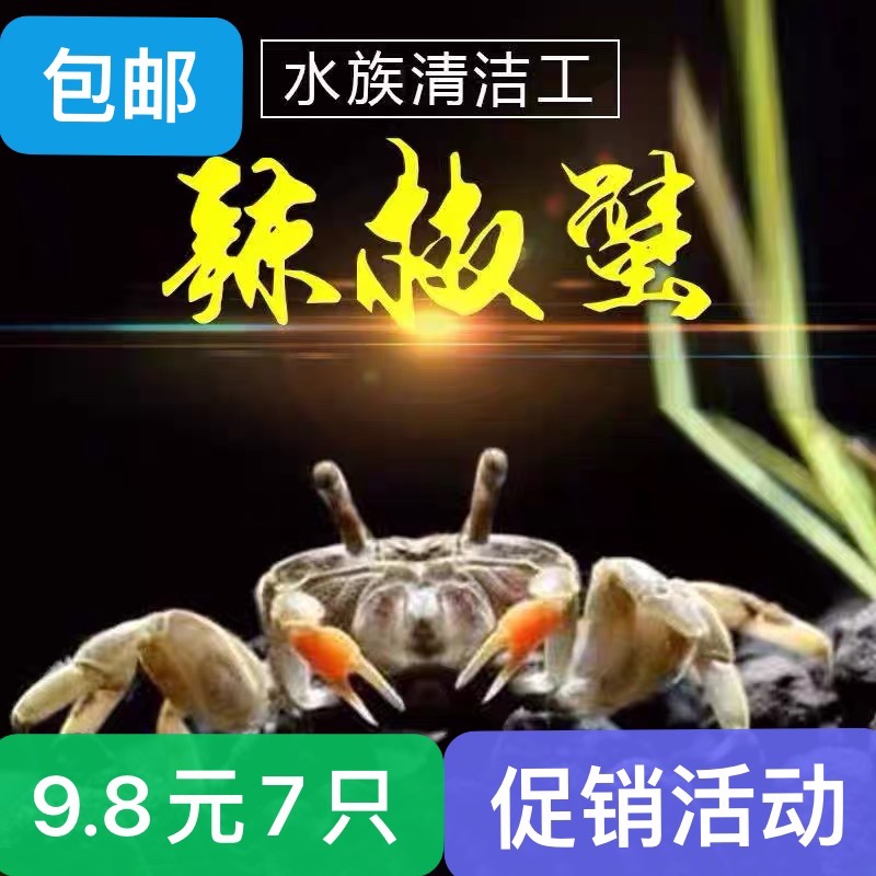 活体吃虫除藻爬行宠物蟹