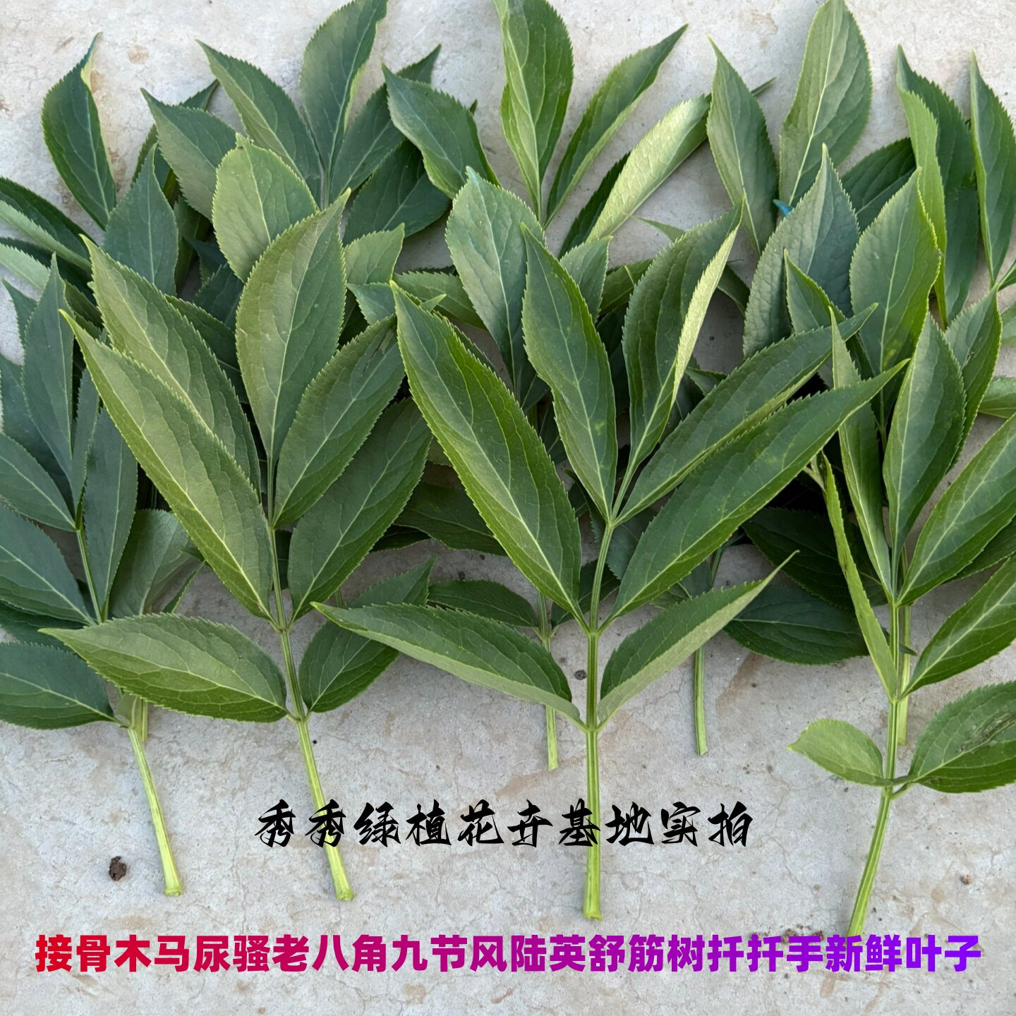 正品中药材舒筋树苗新鲜接骨木活筋条枝叶崴手脚关键扭伤骨折专用