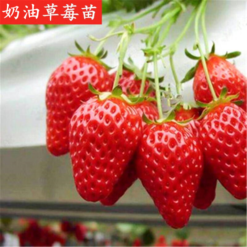 盆栽草莓苗红颜奶油四季种植秧苗