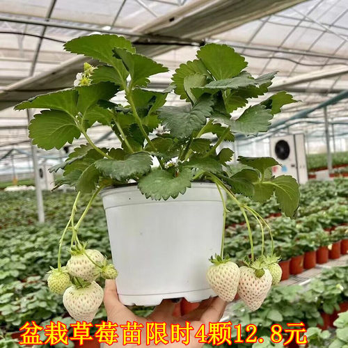 奶油草莓苗四季秧苗高产带盆种植