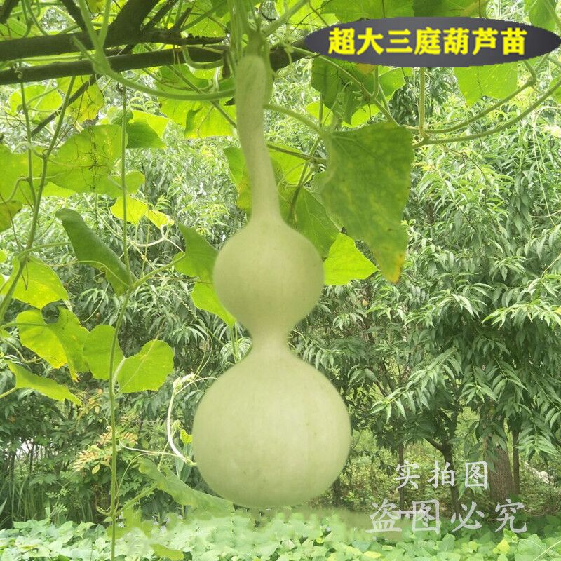 葫芦巨型特大爬藤观赏文玩种子苗