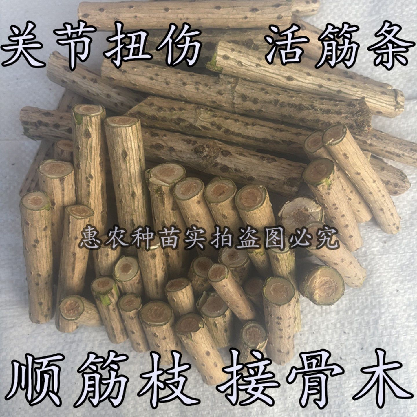 鲜接骨木舒筋树苗活血枝