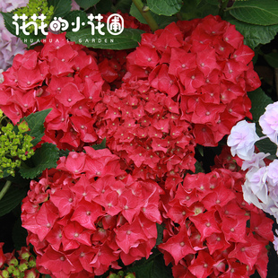 1加仑大花绣球苗盆栽海洋大海蓝无尽夏万华镜安妮庭院地栽花卉