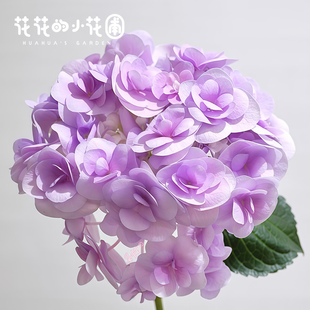 12杯绣球花盆栽苗新品 生命之火玉石粉笔画美安吉艾华原盆原土花卉