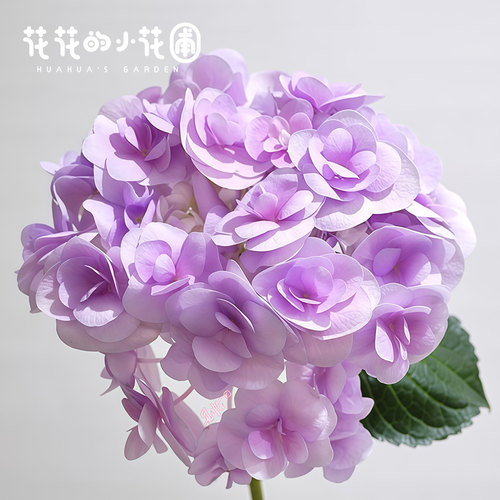 12杯绣球花盆栽苗新品生命之火玉石粉笔画美安吉艾华原盆原土花卉