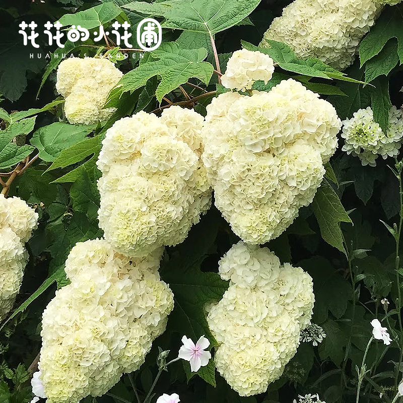 日版栎叶绣球和声小杯苗盆栽