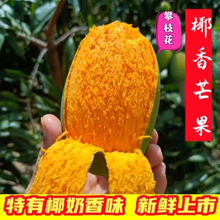 正宗攀枝花椰香芒果新鲜3/5/8斤鸡蛋芒新鲜应季水果整箱包邮奶香