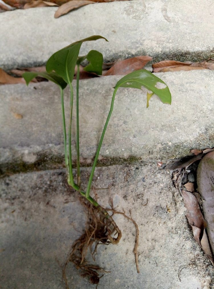 麒麟叶苗麒麟尾苗绿植上树龙 假桌面绿植