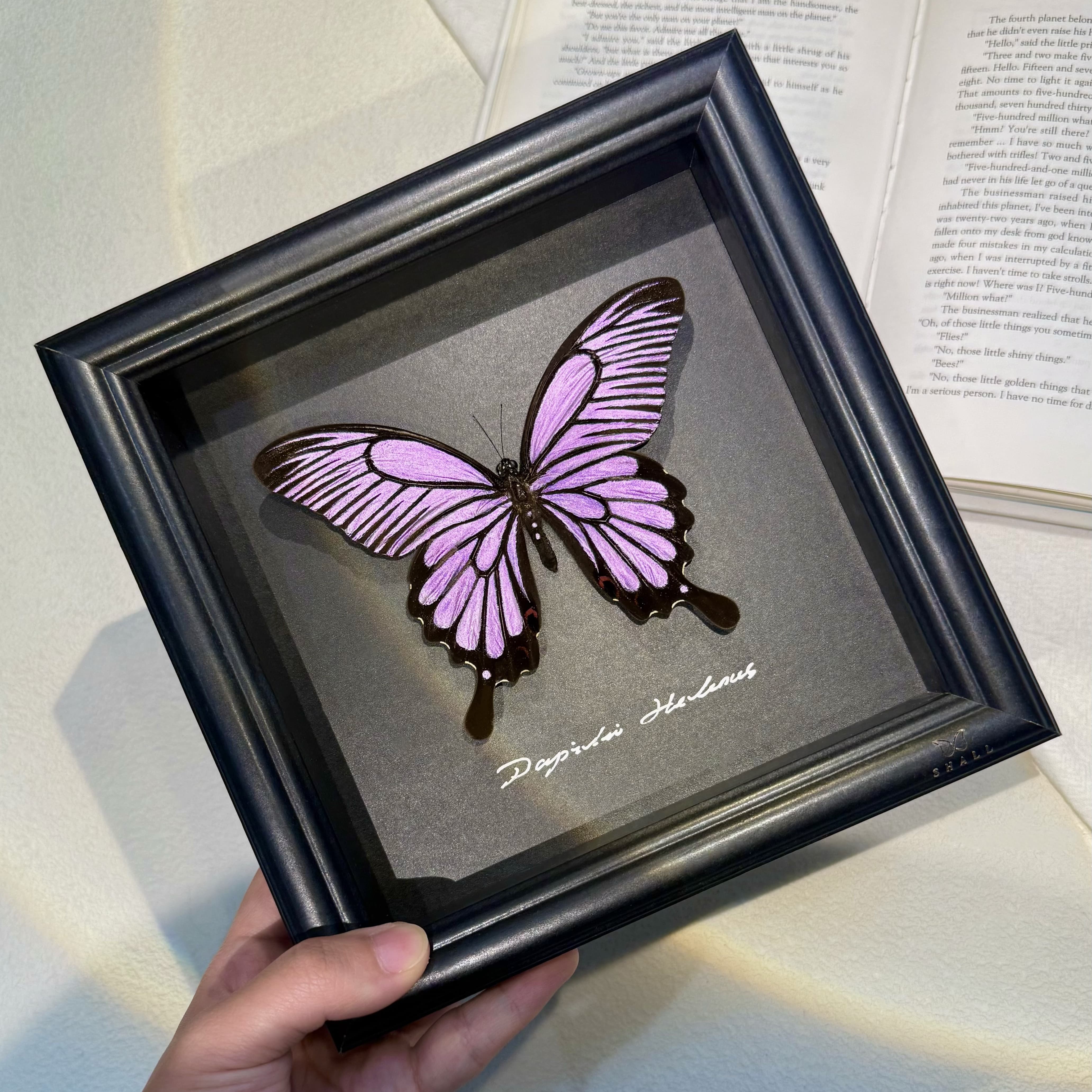 粉色波浪德闪蝶平替真蝴蝶标本手工标本相框摆件女生礼物生日礼物