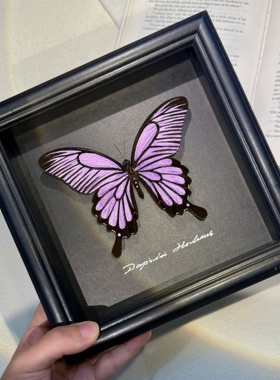 粉色波浪德闪蝶平替真蝴蝶标本手工标本相框摆件女生礼物生日礼物