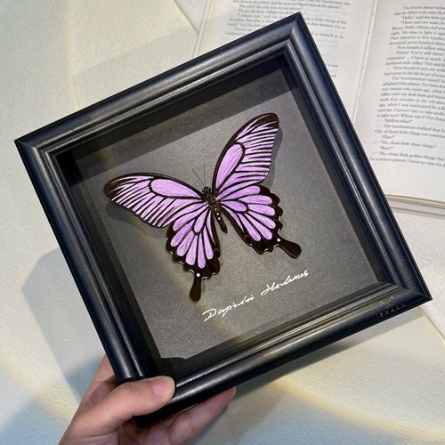 粉色波浪德闪蝶平替真蝴蝶标本手工标本相框摆件女生礼物生日礼物