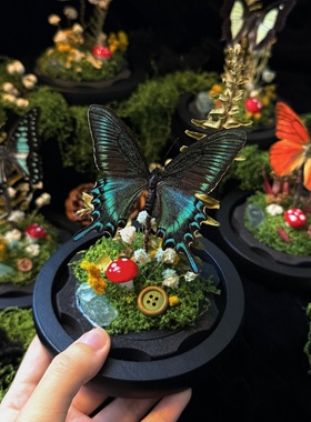 山意SHALL真蝴蝶标本玻璃罩礼物